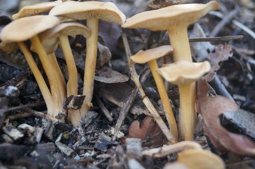 Champignons en randonnée