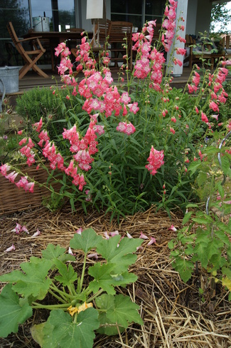 Penstemon rose et blanc ' Souvenir d'Adrien Régnier '