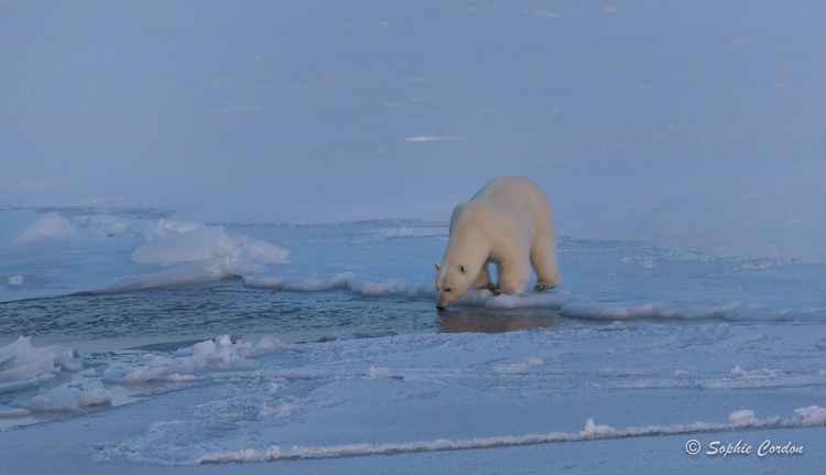 Photo bear #3... le retour