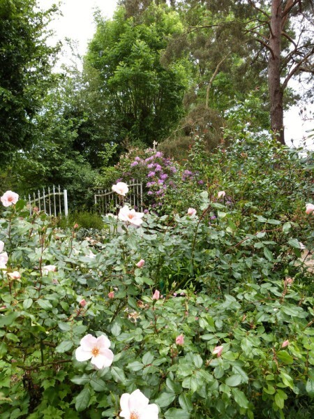 le jardin de valérie - 24 mai 2014 - vue vers le portail