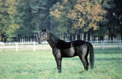 trotteur francais noir