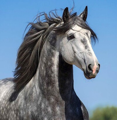 Le cheval de mes Rêves ! 