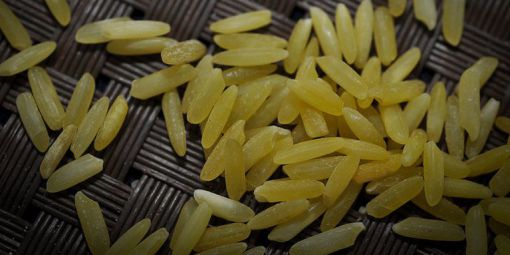 Le riz doré riz transgénique enrichi en vitamine A.
