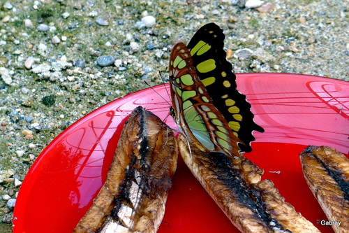 Elne : le tropique du papillon ...