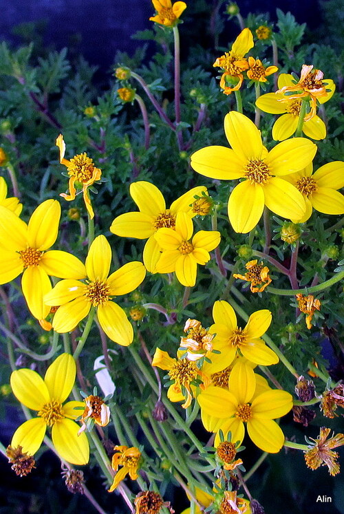 Belles fleurs jaunes