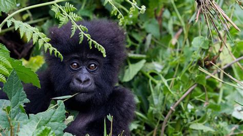 Entre gorilles et safaris, le Rwanda mise sur le tourisme haut de gamme