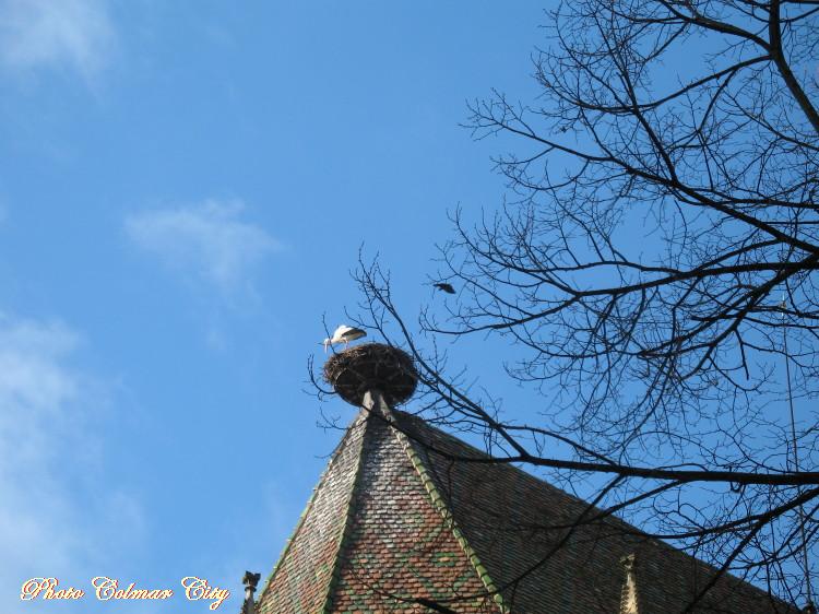 Colmar le nez en l’air : Cigogne