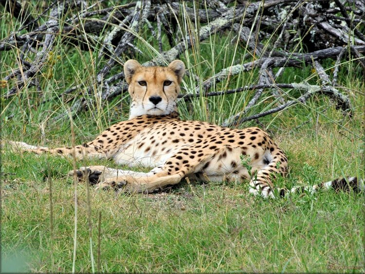 Photo de Guépard du Zoo de Pessac (gironde)