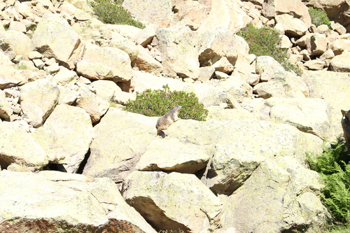 Randonnée Pyrénées : Refuge de Pombie, Col de l'Iou, Col de Peyreget