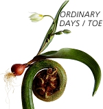 ordinary day toe