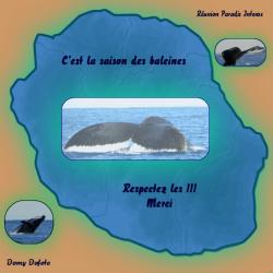 Si vous observez les baleines... n’oubliez pas la charte ! 