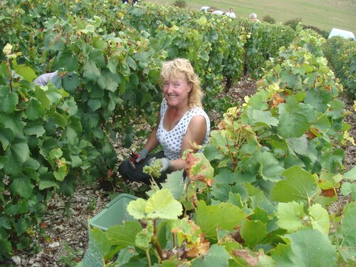 Les vendanges chez Sylvain Bouhélier...