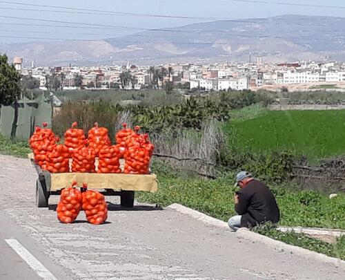 Vendeurs d'oranges au bord de la route..