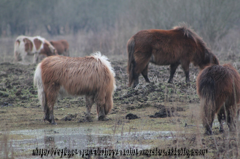 Les poneys d'Epagne Epagnette ....