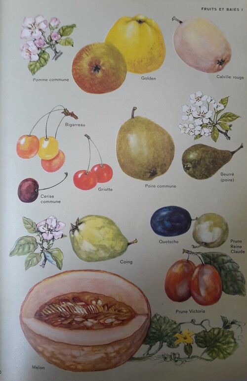 Fruits et baies