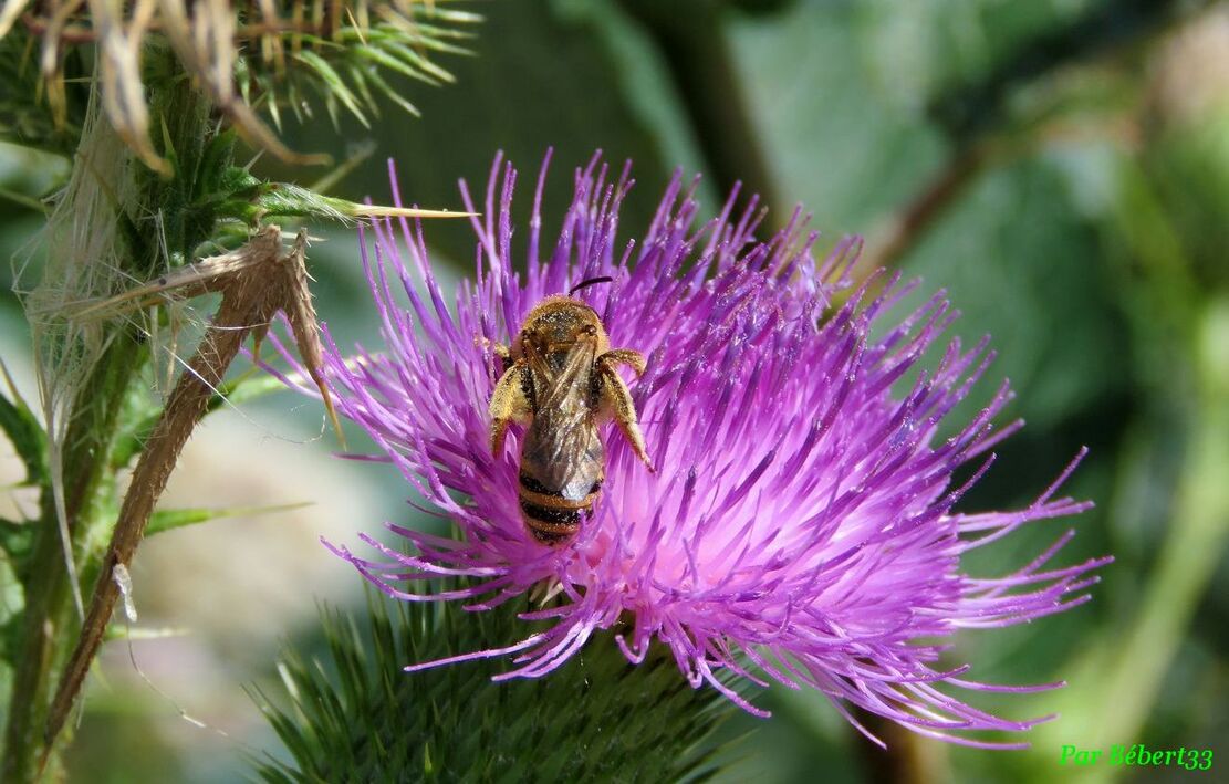 une abeille et des fleurs