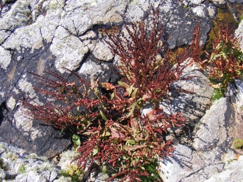 Rumex rupestris, Polygonaceae