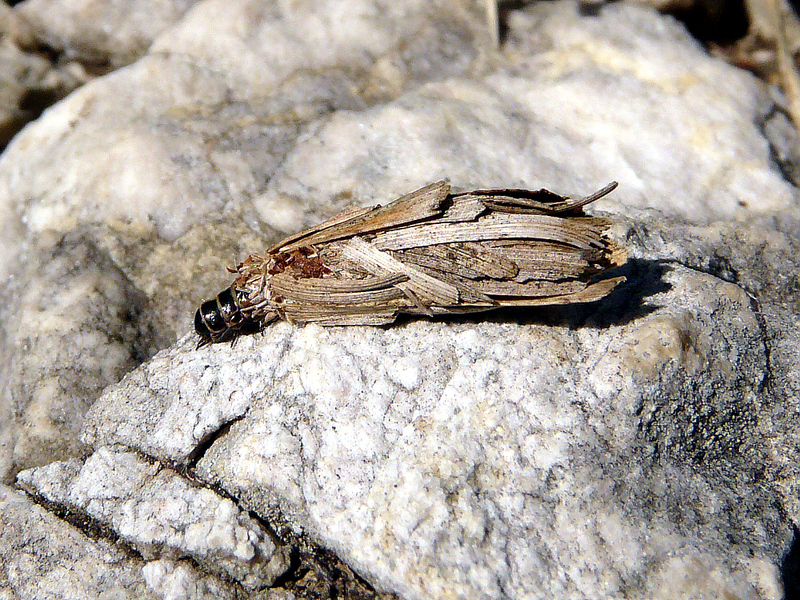 Psyché lustré (Psyche casta) - Papillon ou chenille? - Col de Caube - Massif du Gar - 31