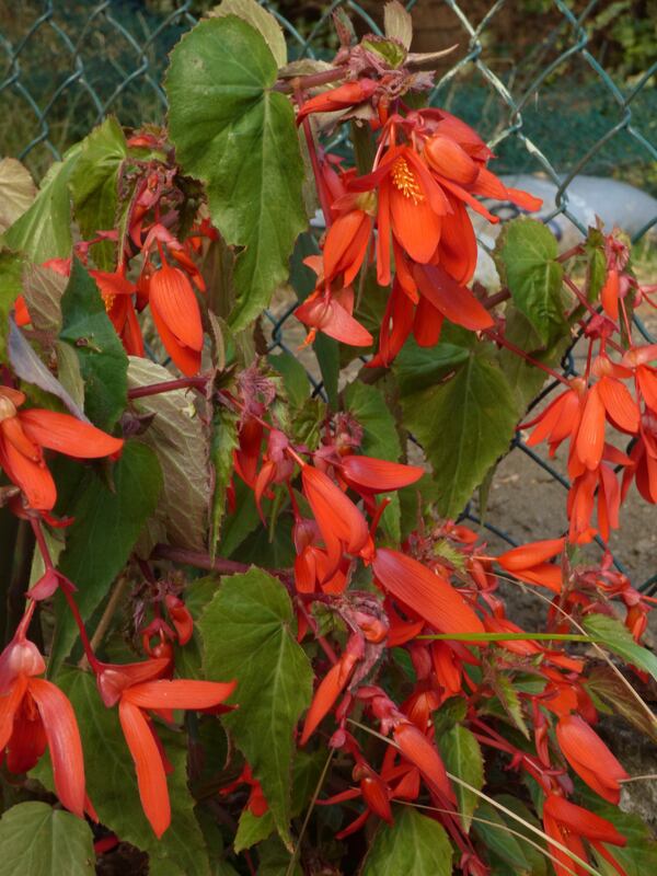 Bégonia Bolivensis ,originaire des forêts ombragées de Bolivie...