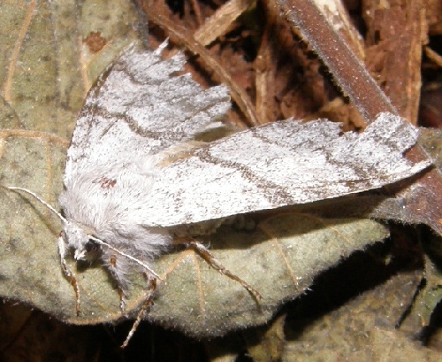 La chenille