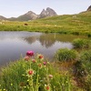 Chardon penché (Carduus nutans) et l'Ossau qui se reflète dans l'ibonet Fuentes del Gállego