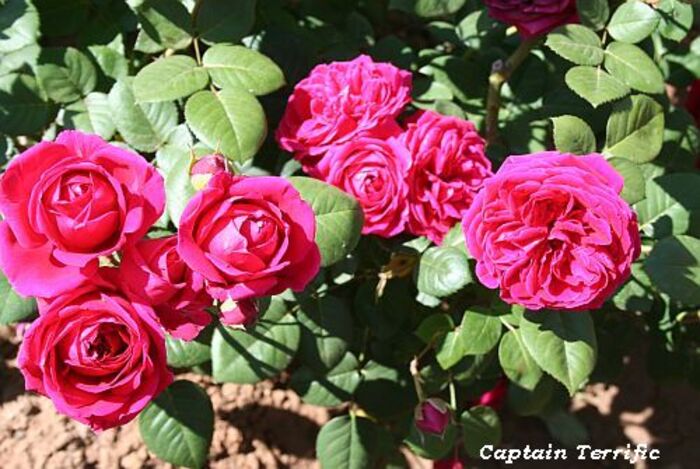 Les Roses de Warren : Captain Terrific