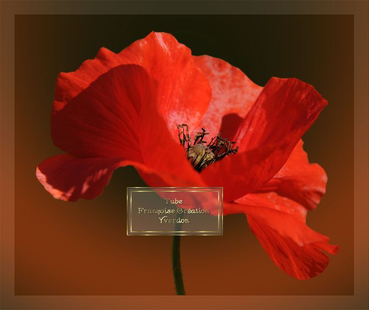 Coquelicots (01 à 10)