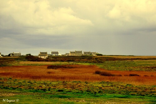 Ouessant... Et se suivent discrètes...