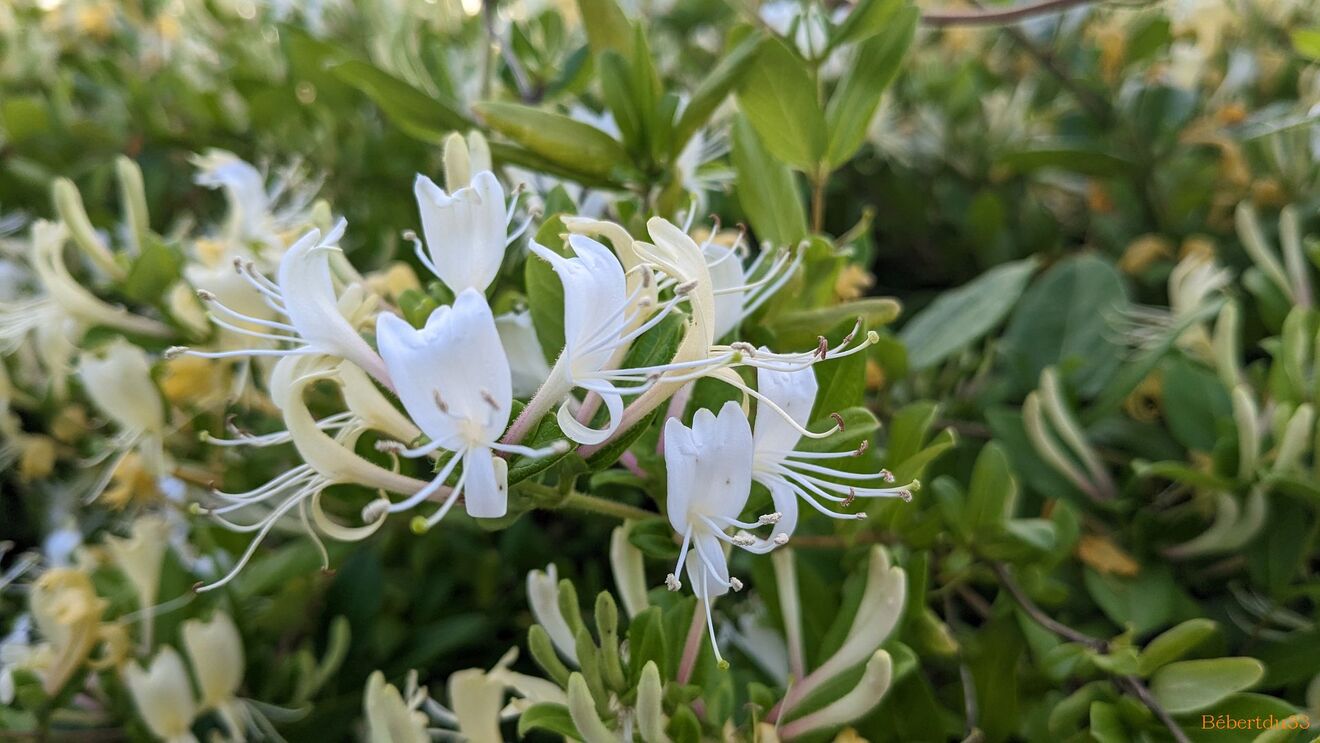 Nos fleurs du jardin 