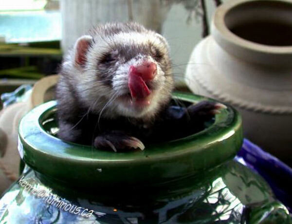 Furet