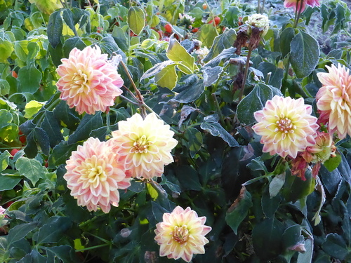 - Premier coup fe froid sur le jardin - 