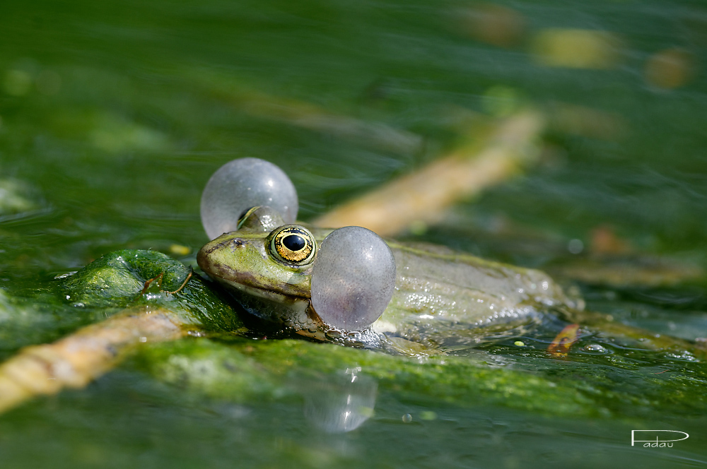 Tintamarre dans la mare