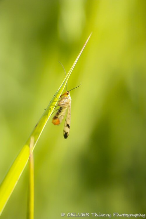 Panorpa communis - la mouche scorpion - mâle - saint jean de chevelu - savoie - octobre 2018