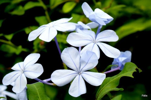 Fleurs bleues du plumbago