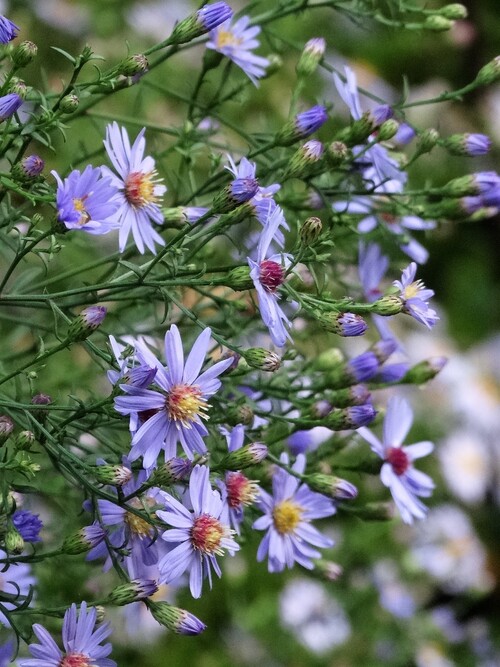 Asters, graminées et compagnie (2ème partie)