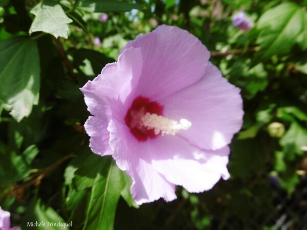 Une balade fleurie dans mon village le 31 juillet (suite)...