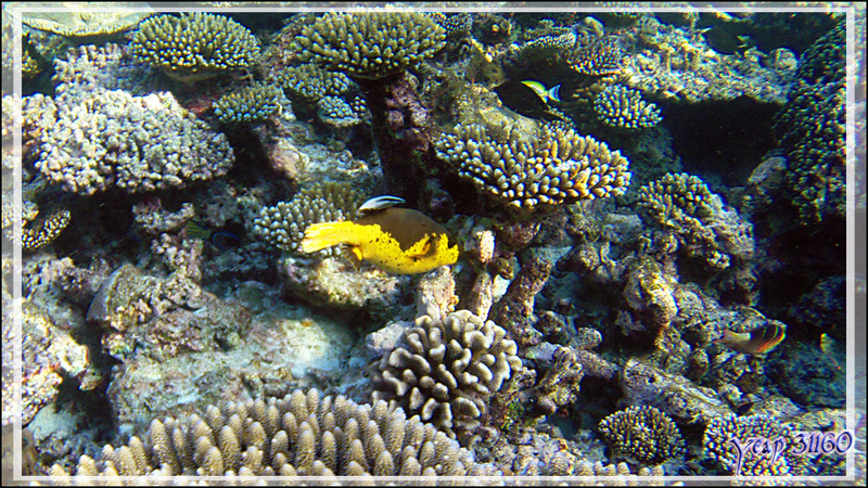 Poisson-ballon à taches noires ou Tétrodon jaune, Blackspotted puffer (Arothron nigropunctatus), spécimen très jaune - Snorkeling à Thudufushi - Atoll d'Ari - Maldives