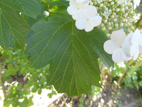 Rose et blanc