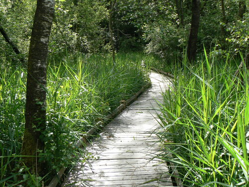 Le chemin de la tourbière de Champgazon