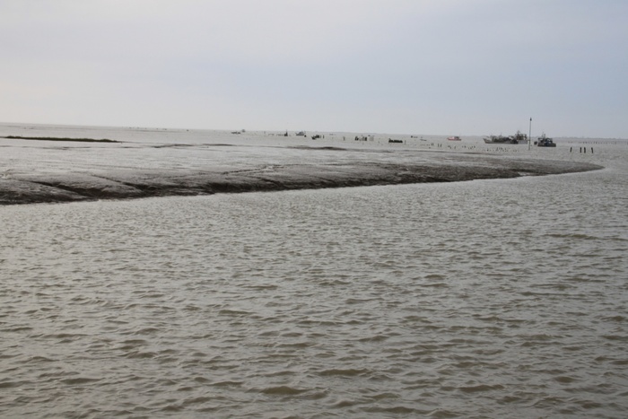 BAIE DE L'AIGUILLON (17 et 85)