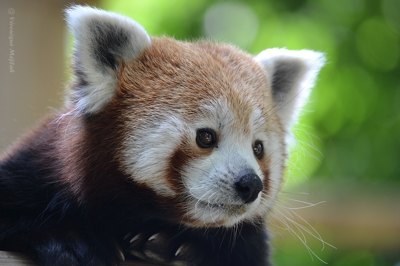 Ménagerie du Jardin des Plantes : Panda Roux