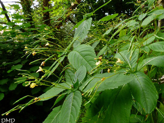 Impatiens parviflora  -  impatiente à petites fleurs