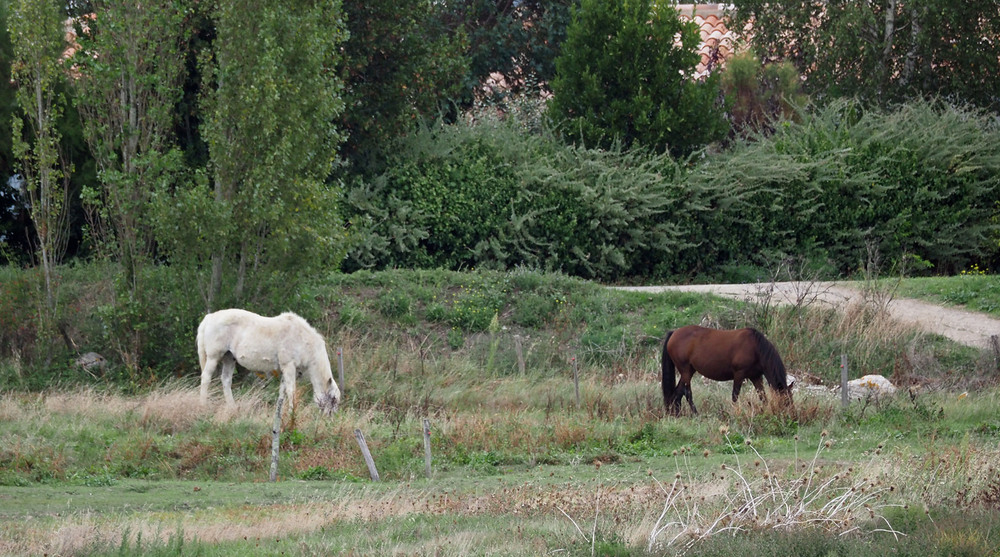 des ânes et des chevaux dans la réserve de Mullembourg à Noirmoutier  25/1