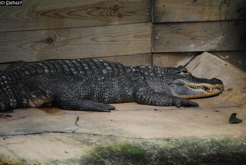 Alligator du Mississippi.