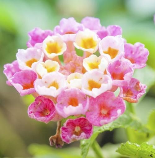 Fleurs cultivées : Lantana