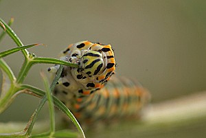 machaon-chenille_3.jpg