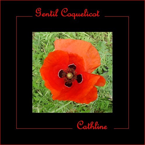 gentil-coquelicot.jpg