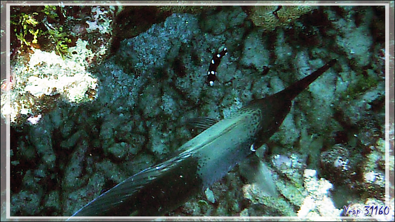 Labre à tache axillaire ou Tamarin juvénile, Coral hogfish or Axispot hogfish (Bodianus axillaris) - Passe Tumakohua - Fakarava sud - Tuamotu - Polynésie française