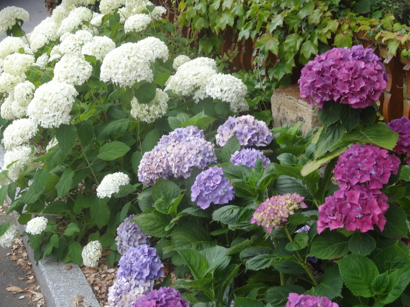 Bleu, blanc, rouge ..... La saison des hortensias