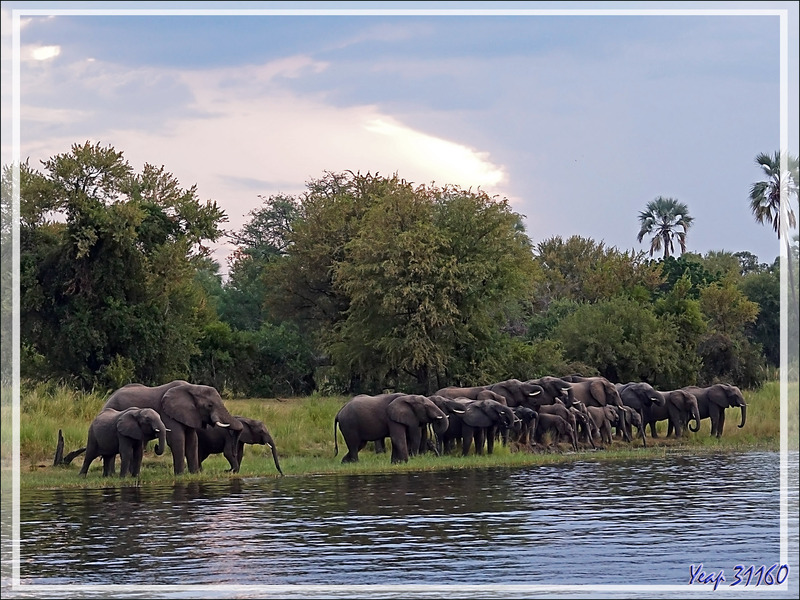 Le troupeau d'éléphants se renforce et se dirige vers la zone servant d'abreuvoir - Fleuve Zambèze - Zimbabwe